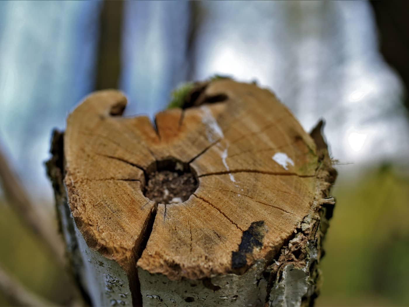 Taille et élagage des parcs et jardins